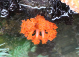 Red Sea Cucumber