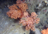 Red Sea Cucumber