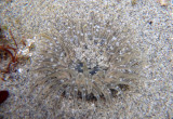 Burrowing Anemone