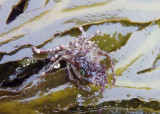 Cryptic Kelp Crab