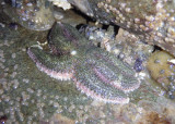 Drab Six-armed Sea Star