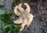 Drab Six-armed Sea Star