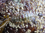 Goulds Baby Chiton