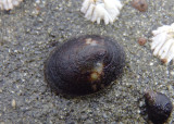 Mask Limpet