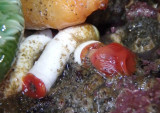 Red Trumpet Calcareous Tubeworms