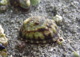 Ribbed Limpet