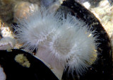 Short Plumose Anemone