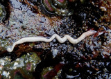 White Ribbon Worm