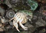Green Sea Anemone with prey