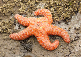 Ochre Sea Star