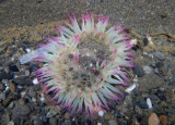 Pink-tipped Anemone