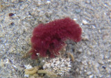 Red Trumpet Calcareous Tubeworm