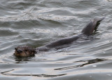 Sea Otter