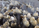 Gooseneck Barnacles