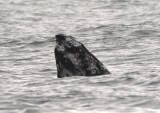 Gray Whale
