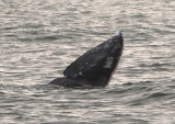 Gray Whale