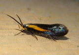 1059 - Mathildana newmanella; Concealer Moth species