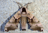 7821 - Smerinthus jamaicensis; Twin-spotted Sphinx