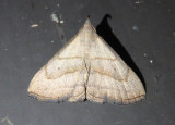 8358 - Macrochilo litophora; Brown-lined Owlet Moth