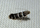 0703-0718 - Marmara Leaf Blotch Miner Moth species