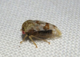 Cyrtolobus pictus; Treehopper species