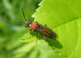 Dolerus Common Sawfly species