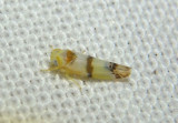 Empoa casta; Leafhopper species