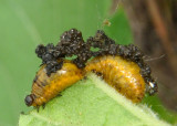 Lema Leaf Beetle species larva