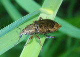 Listronotus Underwater Weevil species