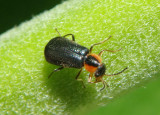 Nodopus flavilabris; Soft-winged Flower Beetle species