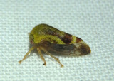 Ophiderma pubescens; Treehopper species