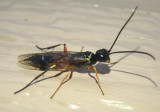 Tenthredinidae Common Sawfly species