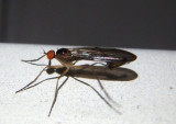 Rhamphomyia longicauda; Long-tailed Dance Fly; male