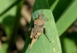 Tetrix arenosa; Obscure Pygmy Grasshopper