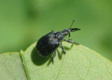 Trichapion rostrum; Wild Indigo Weevil