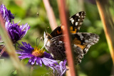 DSC06720.jpg