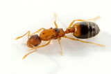 Monomorium pharaonis