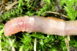 Grey Worm (Aporrectodea caliginosa)