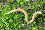 Grey Worm (Aporrectodea caliginosa)