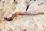 Chestnut Worm (Lumbricus castaneus)