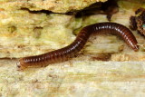 Ophyiulus pilosus, family Julidae