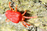 Trombidium sp., family Trombidiidae