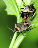 Twice-stabbed Stink Bug (Cosmopepla lintneriana)