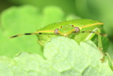 Green Stink Bug (Chinavia hilaris)