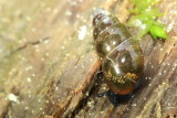 Glossy Pillar (Cochlicopa lubrica)