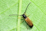 Plum Beetle, Tetrops praeusta (Lamiinae)