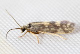 Agraylea multipunctata