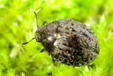 Cytilus alternatus