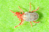 Sidewalk Mite, Balaustium sp., family Erythraeidae