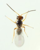Figitidae (Charipinae)